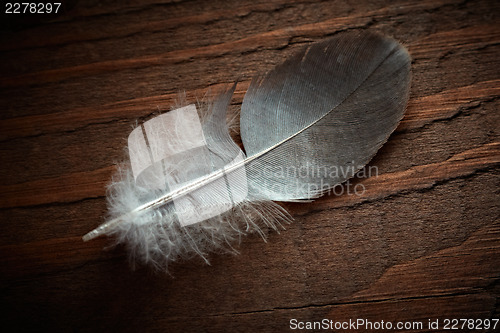Image of Pigeon feather on the old wood texture.