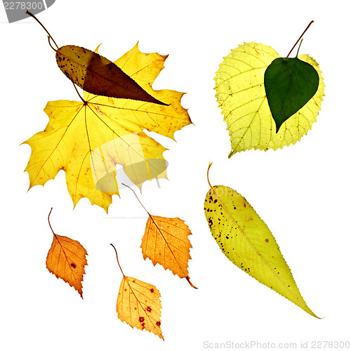 Image of Isolated fallen yellow leaves on white background