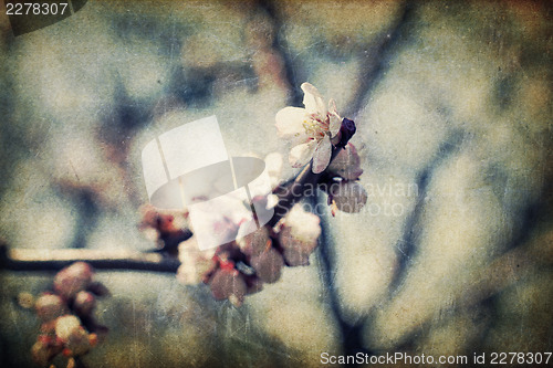 Image of Retro apple-tree flowers at spring
