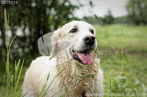 Image of Golden Retriever, after swimming.
