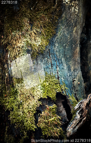 Image of Moss on old dead tree, closeup.