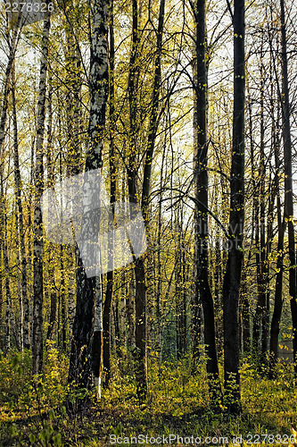 Image of Birch spring trees in forest