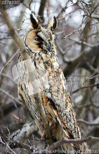 Image of owl in the spiny branches of hawthorn