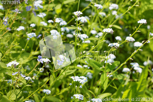 Image of Blue spring flowers on meadow