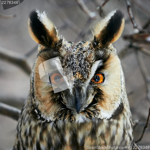 Image of Screech-owl portrait.