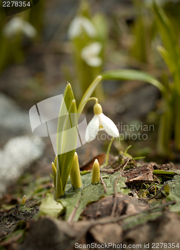Image of White snowdrop flower growing from last year's leaf.