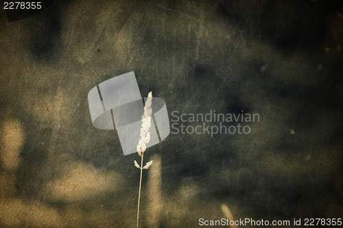 Image of Single blade of grass, vintage