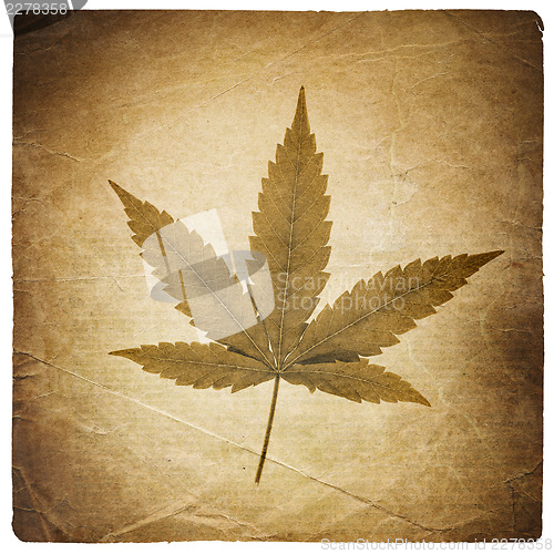 Image of Cannabis leaf. Vintage background with torn edges. Isolated on w