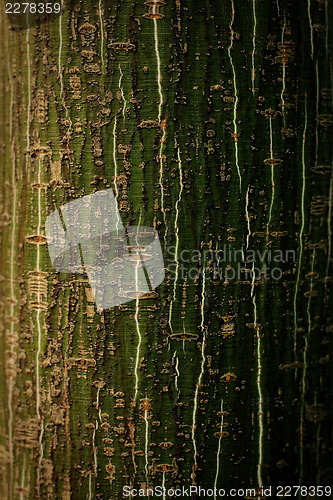 Image of Spring aspen bark macro shot.