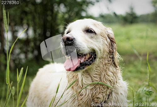 Image of Golden Retriever, female, eight years old, after swimming.