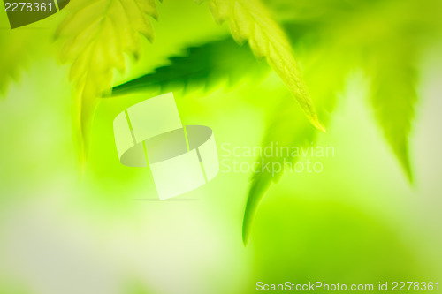 Image of Cannabis leafs, defocused abstract shot.