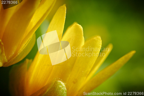 Image of Yellow spring flower (Potentilla recta) 