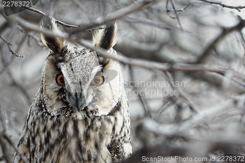 Image of Owl.