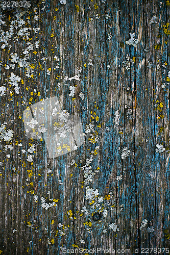 Image of yellow lichen on a blue painted wood texture