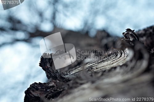 Image of Birch tree trunk close up. Spring season.
