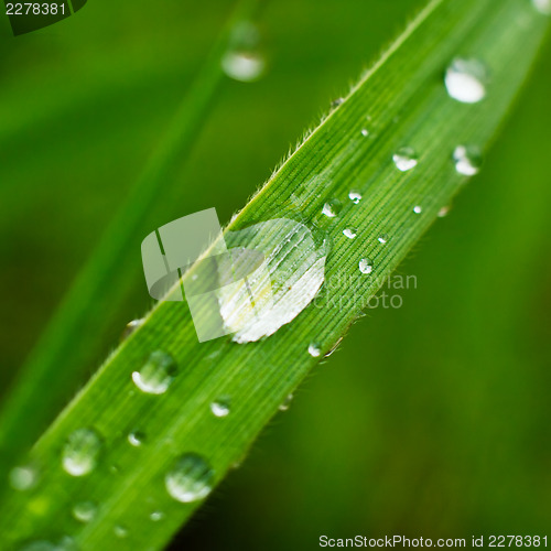 Image of Fresh grass with dew drops closeup