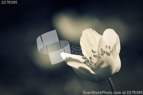 Image of Single spring flower. Macro shot