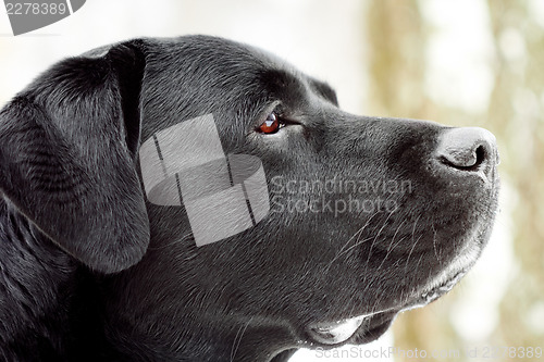 Image of Labrador's head in profile.