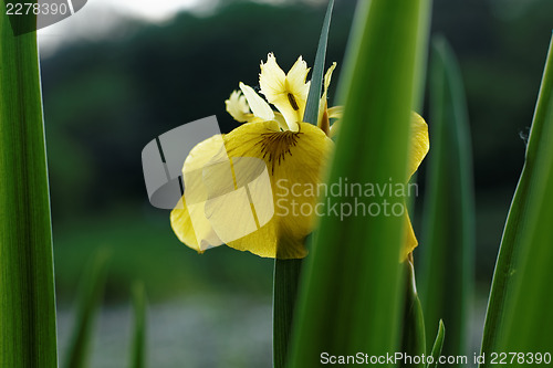 Image of Iris closeup