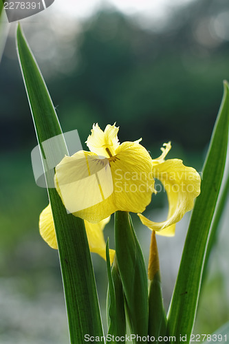 Image of Yellow iris blooming in park. Moscow, Botanical garden