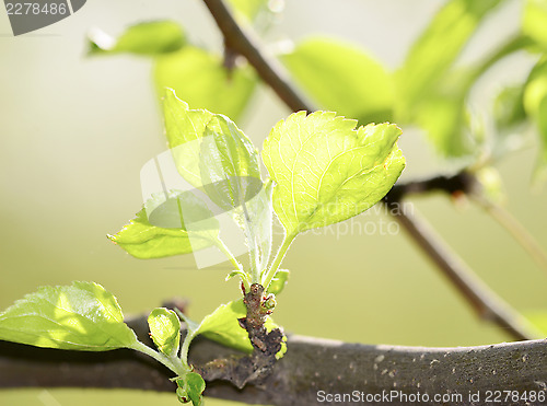 Image of Apple tree