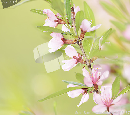 Image of Cherry
