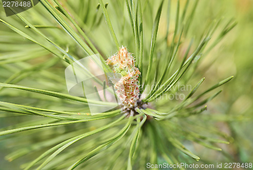 Image of A conifer tree