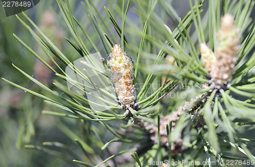 Image of A conifer tree 