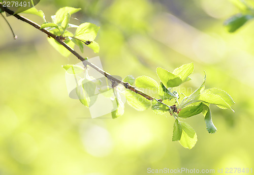 Image of apple tree