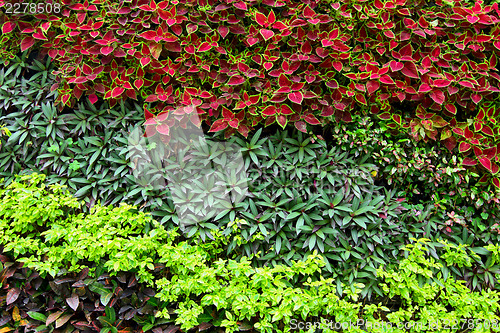 Image of Green plant on wall