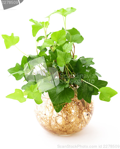 Image of potted plant isolated on white background