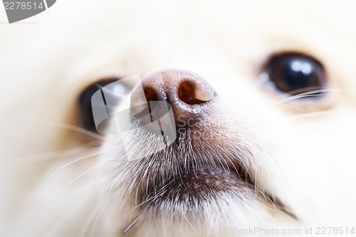 Image of White pomeranian dog close up