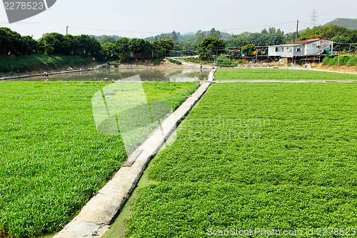 Image of Path in field 