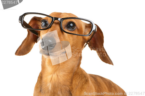 Image of Dachshund dog wear black glasses