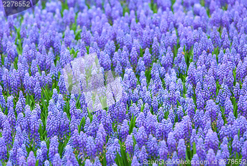 Image of Purple muscari botryoides field