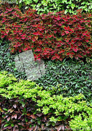 Image of Green plant on wall