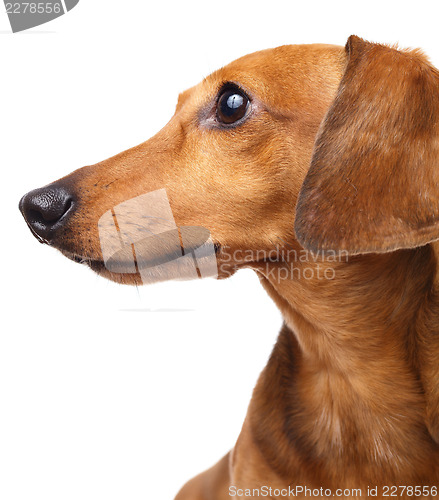 Image of Dachshund dog