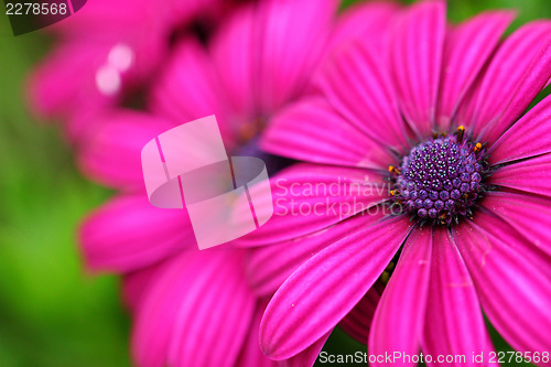 Image of Purple flower close up