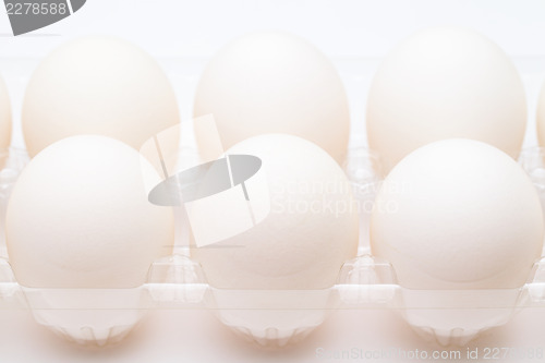Image of White egg in row 