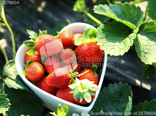 Image of Freshness strawberry on heart shape bowl 