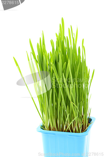 Image of Grass in flowerpot