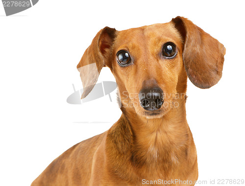 Image of Dachshund dog portrait