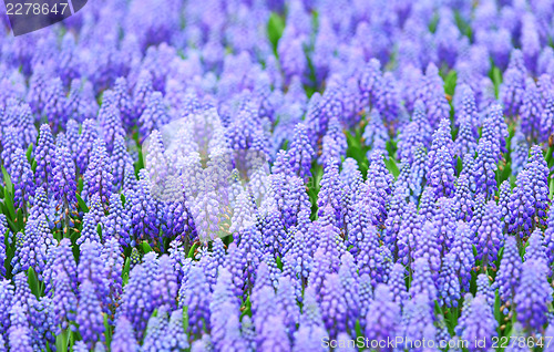 Image of Purple muscari botryoides field