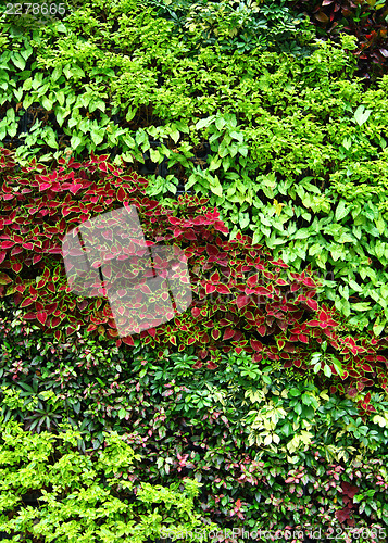 Image of Green plant on wall