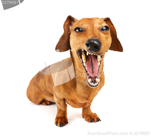 Image of Dachshund dog yelling