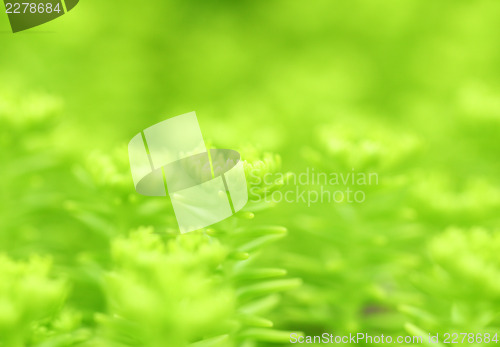 Image of Green plant