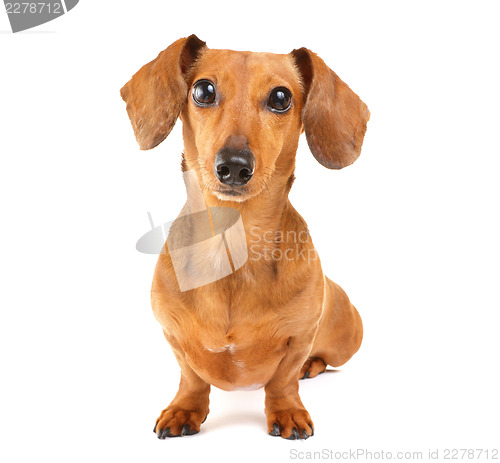 Image of Dachshund dog isolated on white background