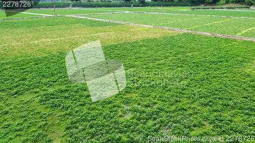 Image of Farm with agricultural product 