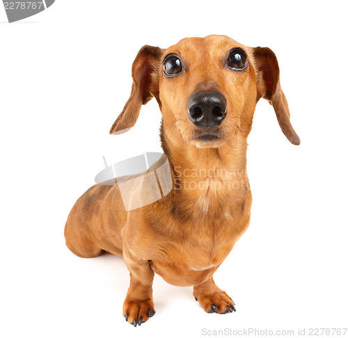 Image of Dachshund dog isolated on white background