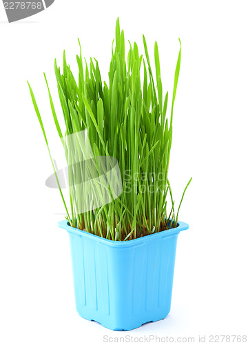 Image of Grass in flowerpot isolated on white
